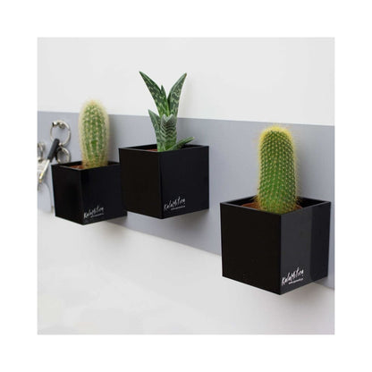 Kalamitica Würfel magnetisch für Pflanzen